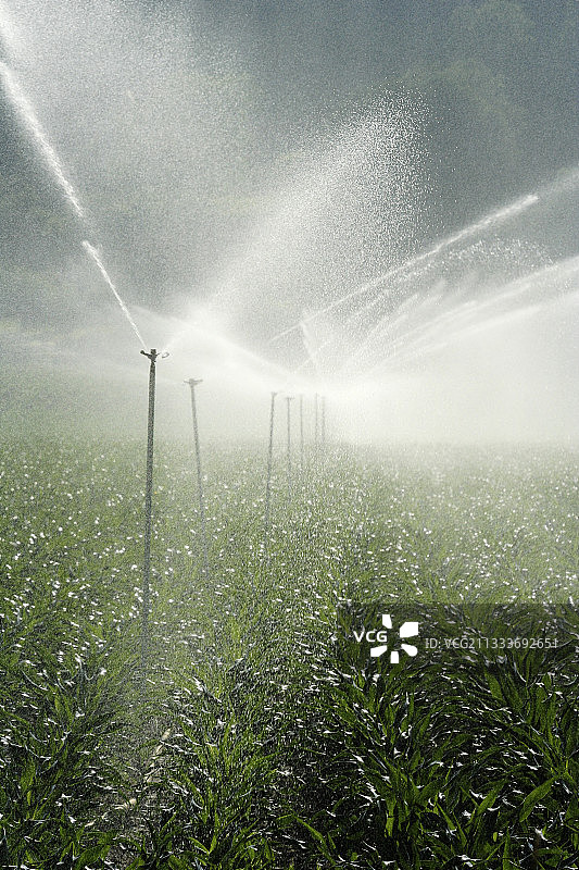 多尔多涅河畔韦扎克玉米灌溉图片素材