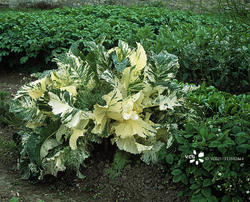 厨房花园中的杂色辣根图片素材