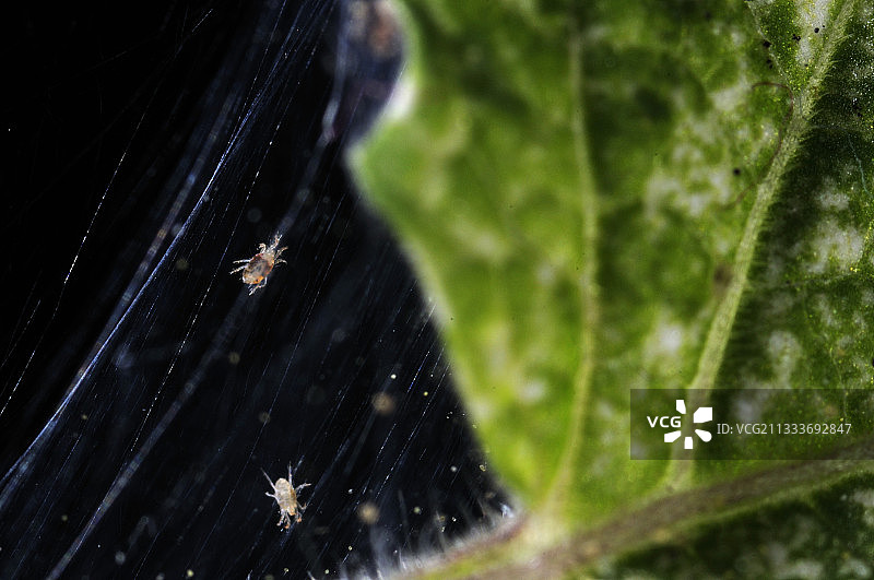 室内植物网上寄生的螨类图片素材