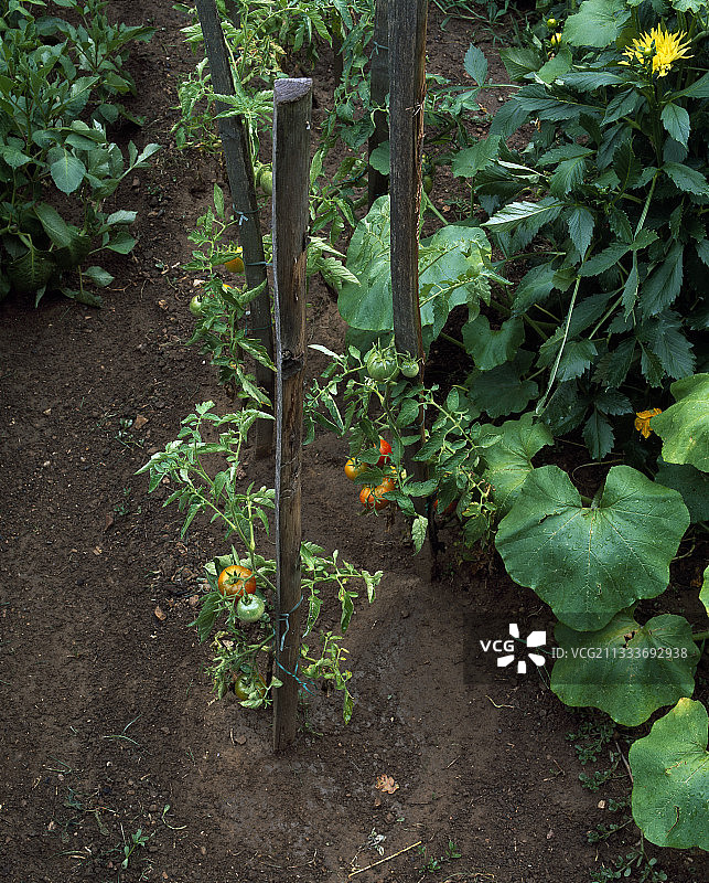 厨房菜园里的西红柿图片素材