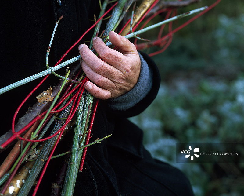 冬天花园里树枝的收成图片素材