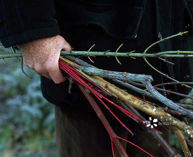 冬天花园里树枝的收成图片素材