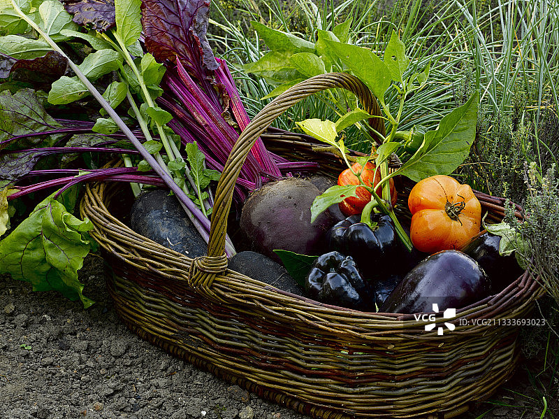 黑萝卜、甜菜、茄子、甜椒、番茄图片素材