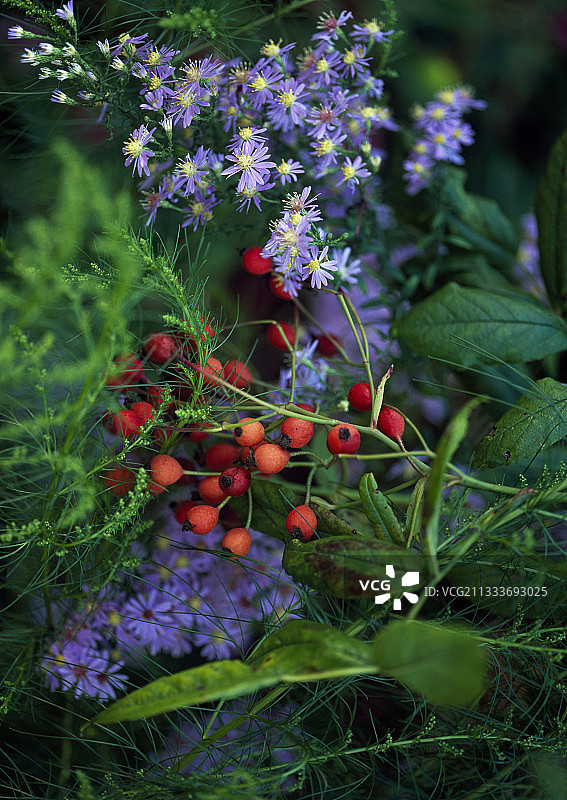 翠菊“照片”和“格雷斯”玫瑰的蔷薇果图片素材
