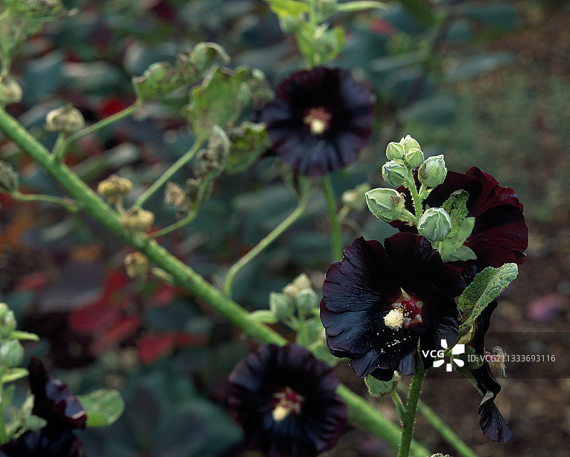 花园里盛开的蜀葵‘尼格拉’图片素材