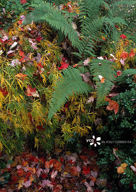 秋季花园中的日本枫树和软盾蕨图片素材