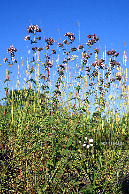 加泰罗尼亚比利牛斯山脉巴特特加罗茶的牛至花图片素材