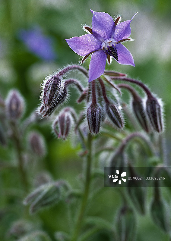 花园中盛开的琉璃苣图片素材