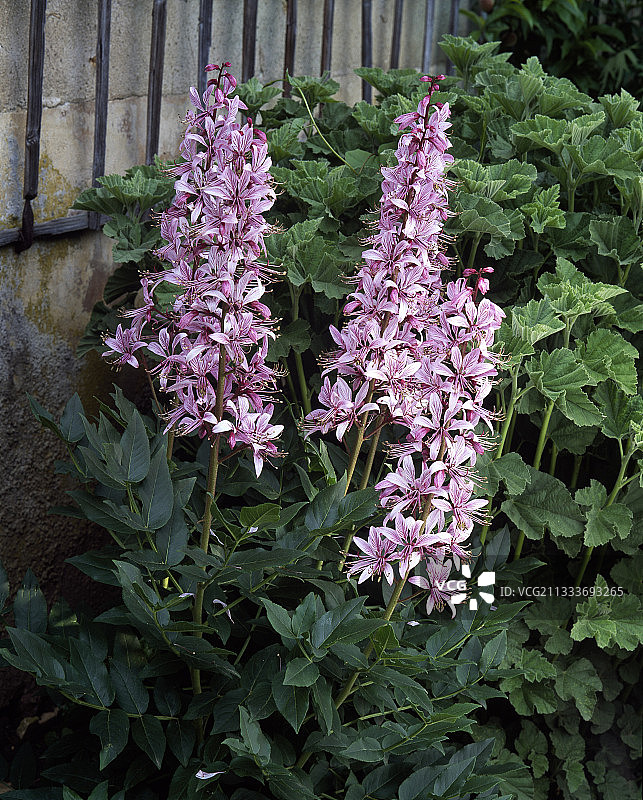 花园里盛开的瓦斯植物图片素材