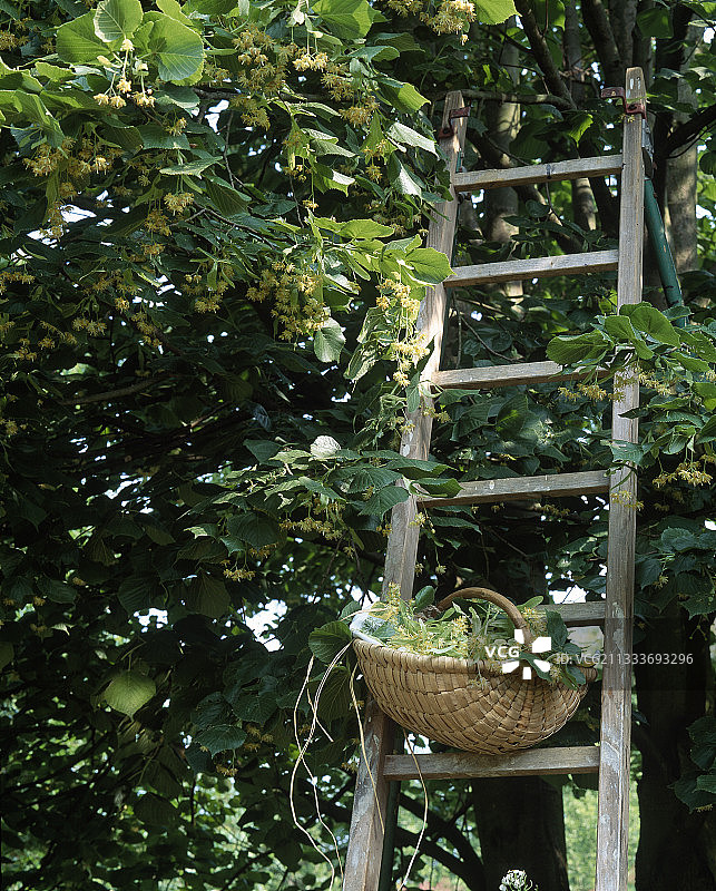 花园里的椴树采摘图片素材
