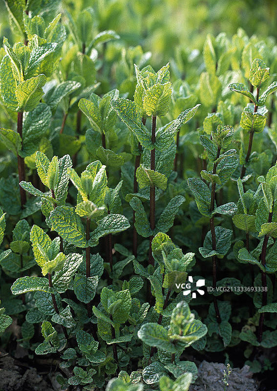 花园里的摩洛哥薄荷图片素材