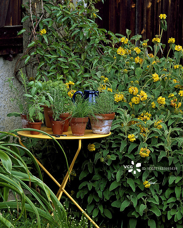 花园桌上的香草植物图片素材