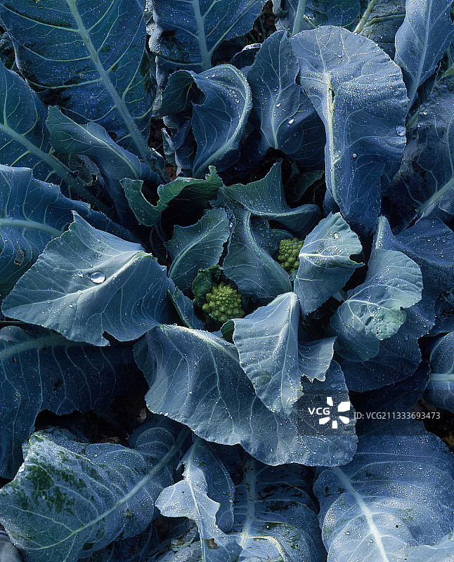 菜园里的罗马花椰菜图片素材