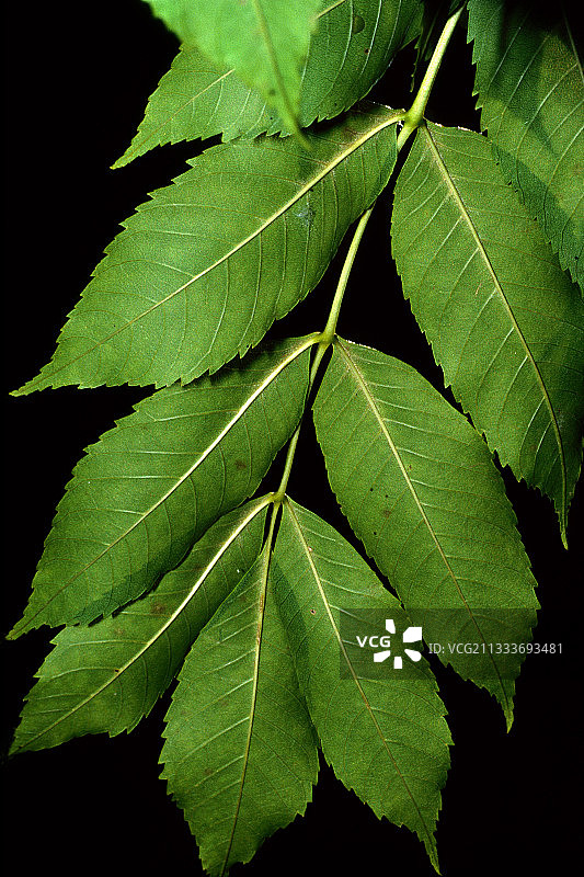 欧洲白蜡树叶图片素材