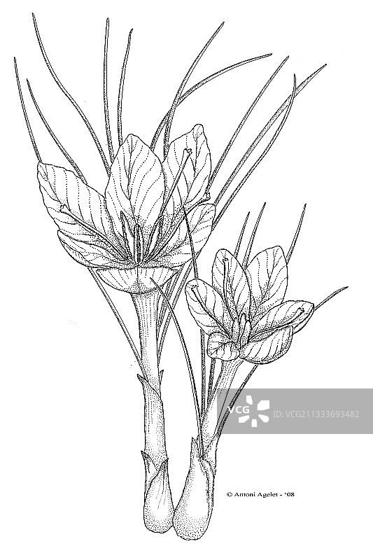 盛开的番红花墨水画图片素材