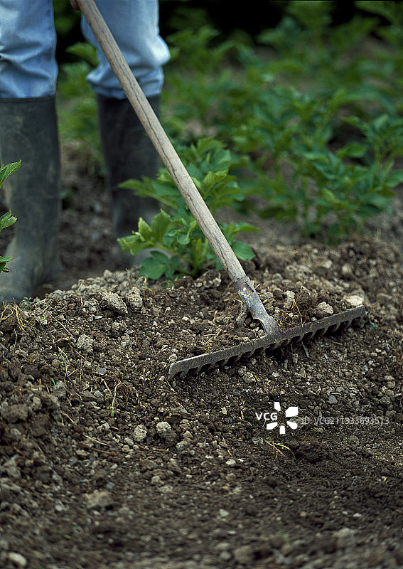 在厨房花园里给马铃薯培土图片素材
