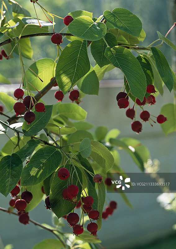 花园中结果的唐棣图片素材