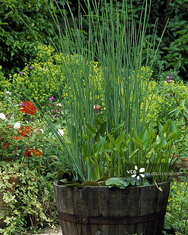盆中的水景花园图片素材