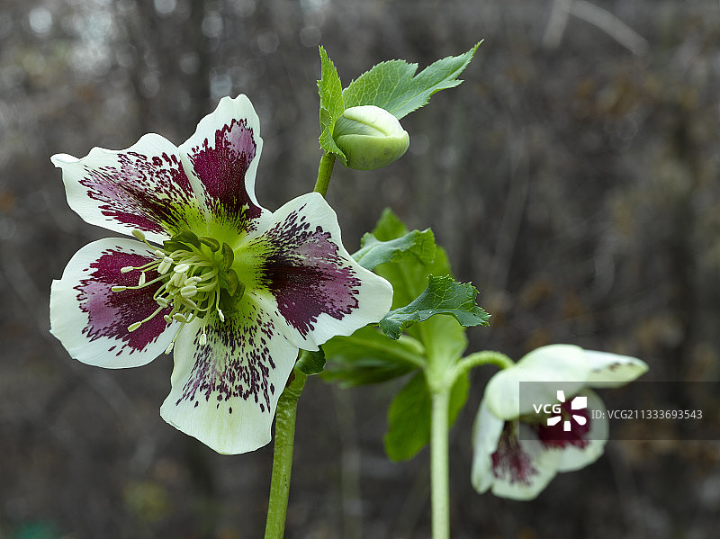 花园里盛开的铁筷子图片素材