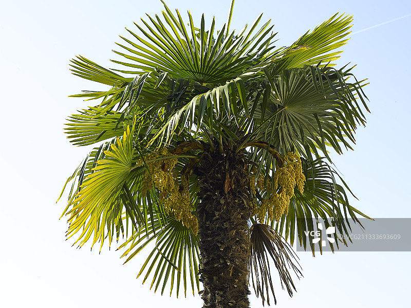 花园里的棕榈树图片素材