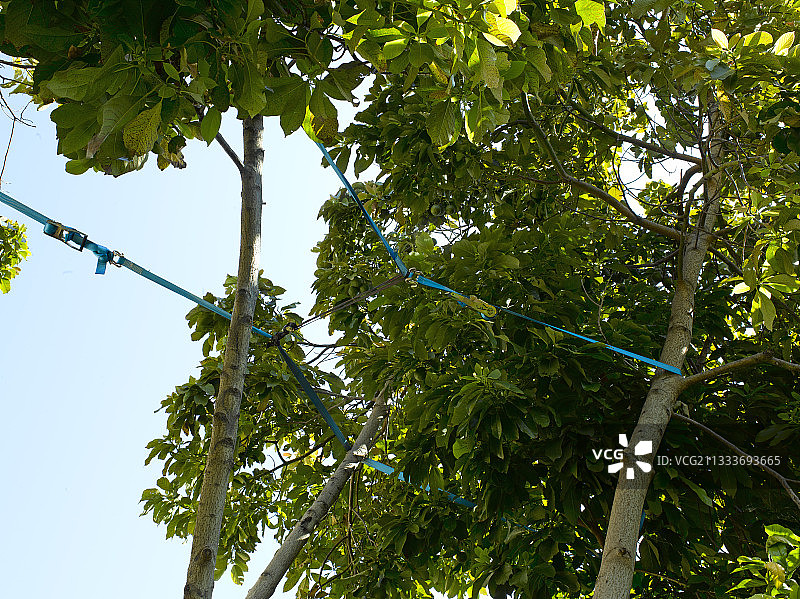 支撑花园树枝的支撑带图片素材