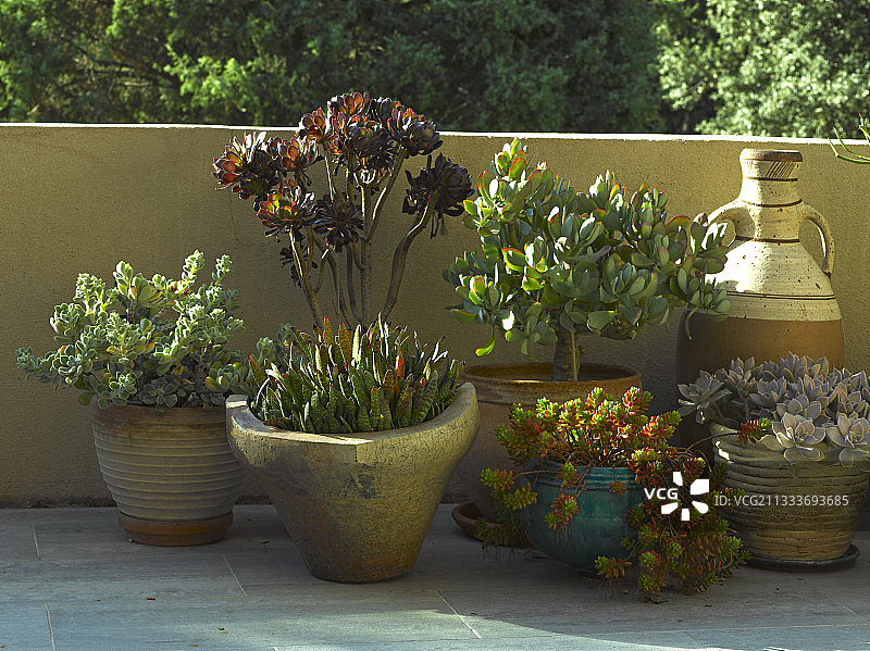 花园露台盆栽多肉植物图片素材