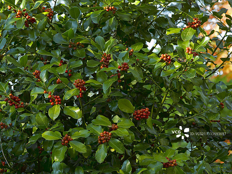 花园里的冬青果实图片素材