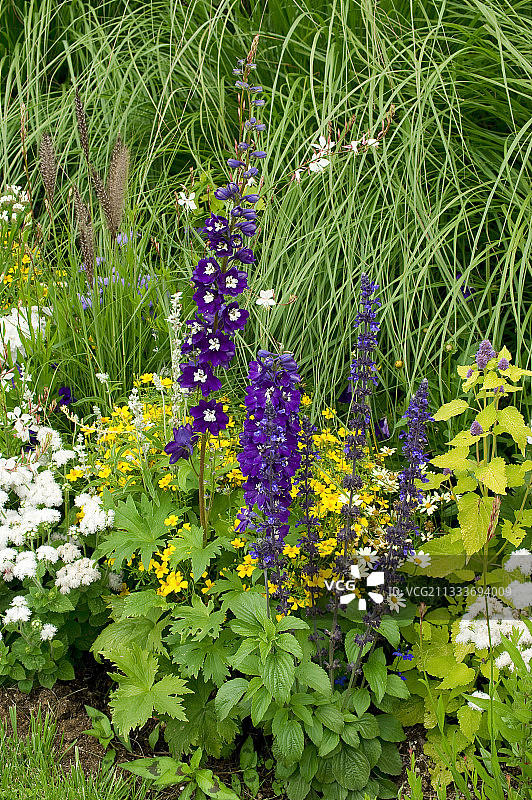 夏季花园中盛开的翠雀花图片素材