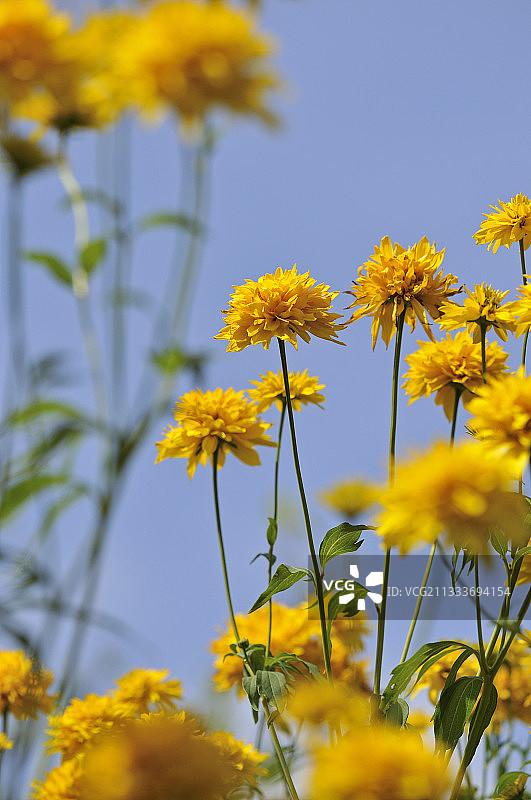 花园中盛开的日本玫瑰图片素材