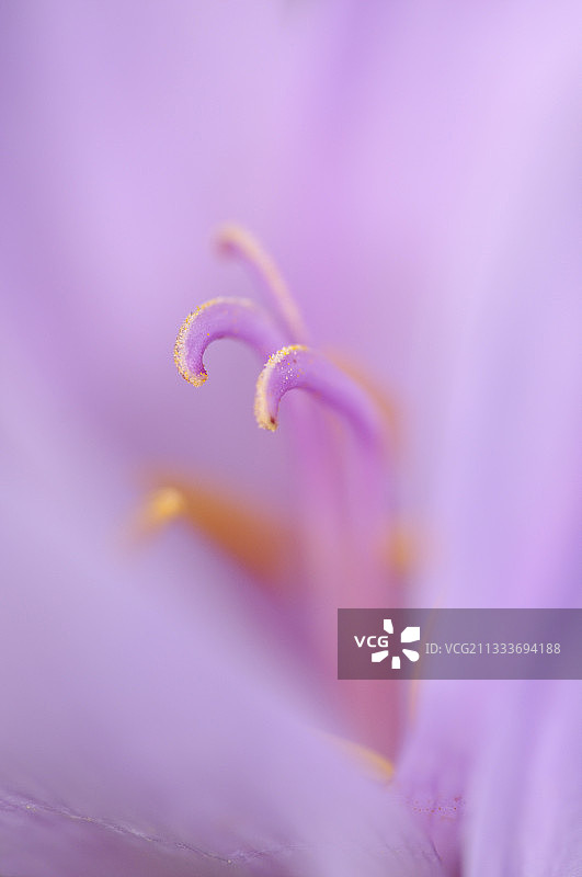 花园中盛开的秋水仙图片素材