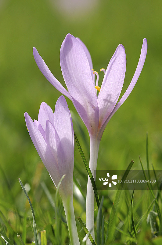 花园中盛开的秋水仙图片素材