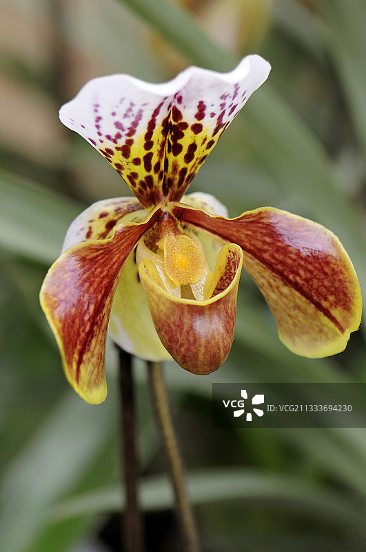 盛开的兜兰图片素材