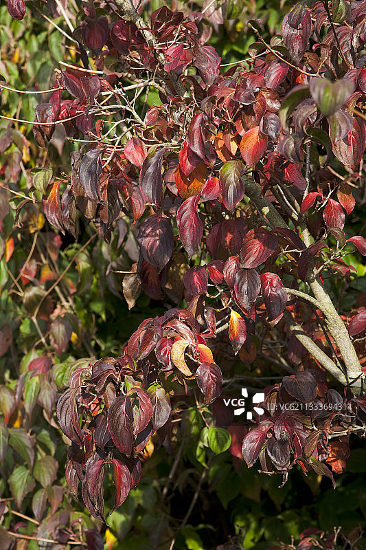 花园里的“里见”山茱萸秋景图片素材