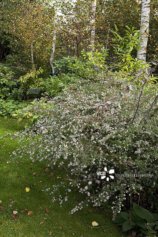 秋季花园中盛开的紫菀花图片素材