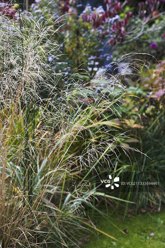 秋季花园里的旧开关和狼尾草图片素材