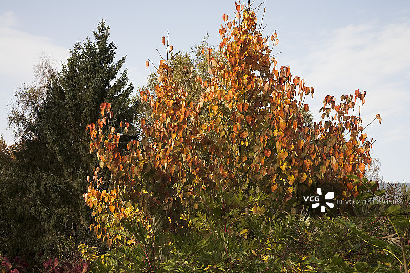 秋季花园里的珙桐树图片素材