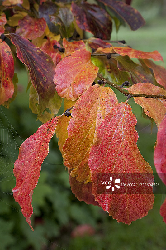 秋季花园中的波斯铁木树叶图片素材