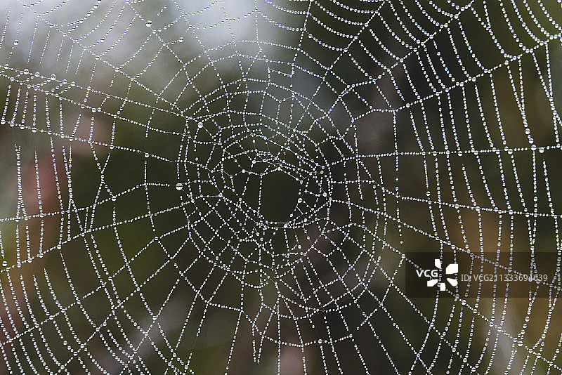 秋天花园里蜘蛛网上的露珠图片素材