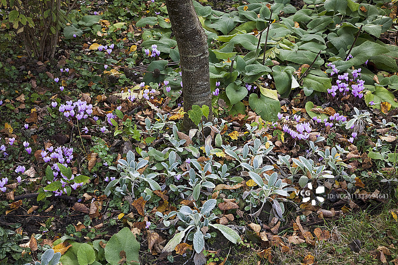 秋季花园中盛开的仙客来图片素材