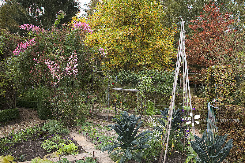 秋日花园盛开的玫瑰树图片素材