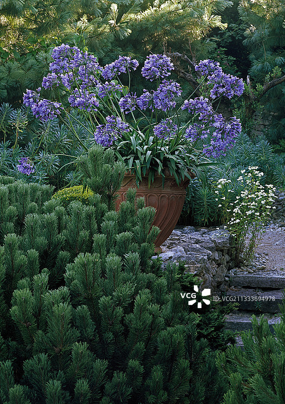 盆栽百子莲与矮松图片素材