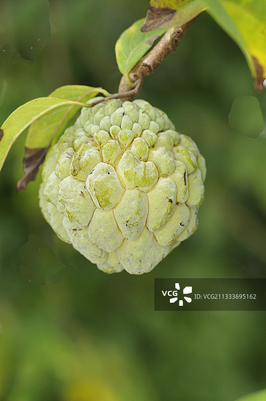 番荔枝马提尼克图片素材