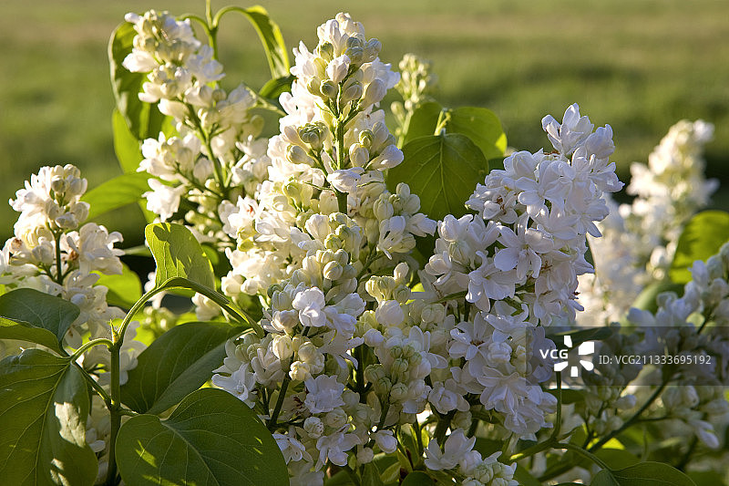 白色丁香“莱莫因夫人”，法国普罗旺斯图片素材