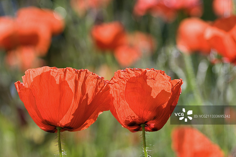 法国普罗旺斯罂粟花图片素材