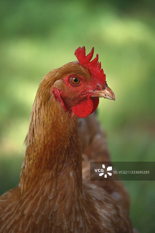 花园里的母鸡肖像图片素材