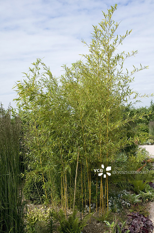 法国拉奎内克西花园的黄色凹槽竹子图片素材