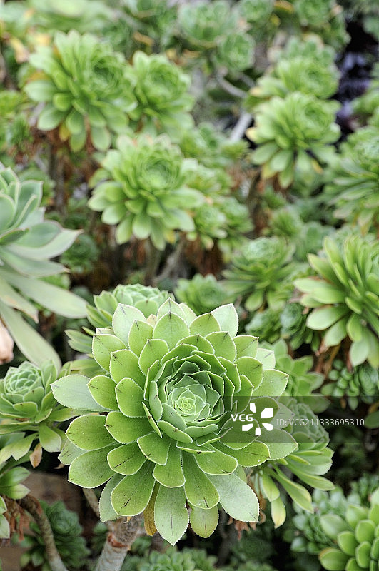 戈梅拉岛青锁龙图片素材