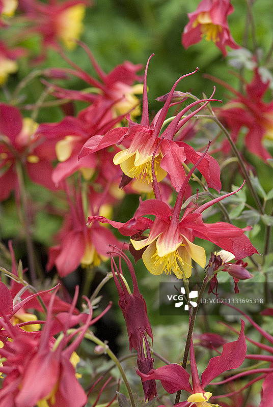 耧斗菜图片素材