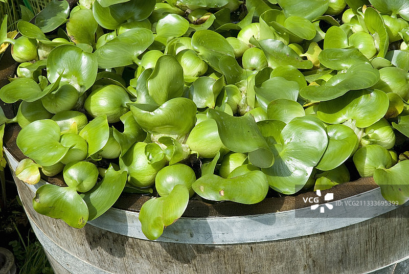 常见凤眼蓝图片素材