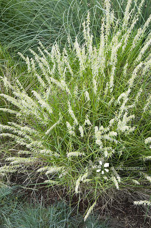 香甜茅草图片素材